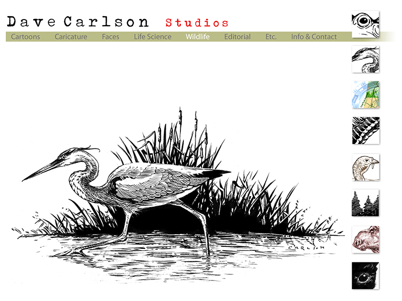 great blue heron illustration