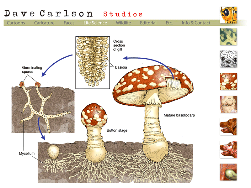 mushroom cycle life science illustrations of Dave Carlson